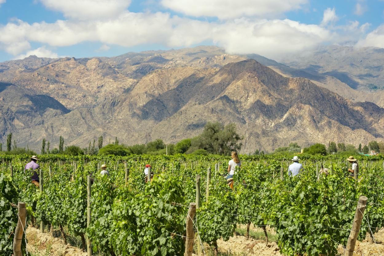 Visit Argentina - Novedades - Qué hacer en Cafayate: ¡Descubre la magia ...