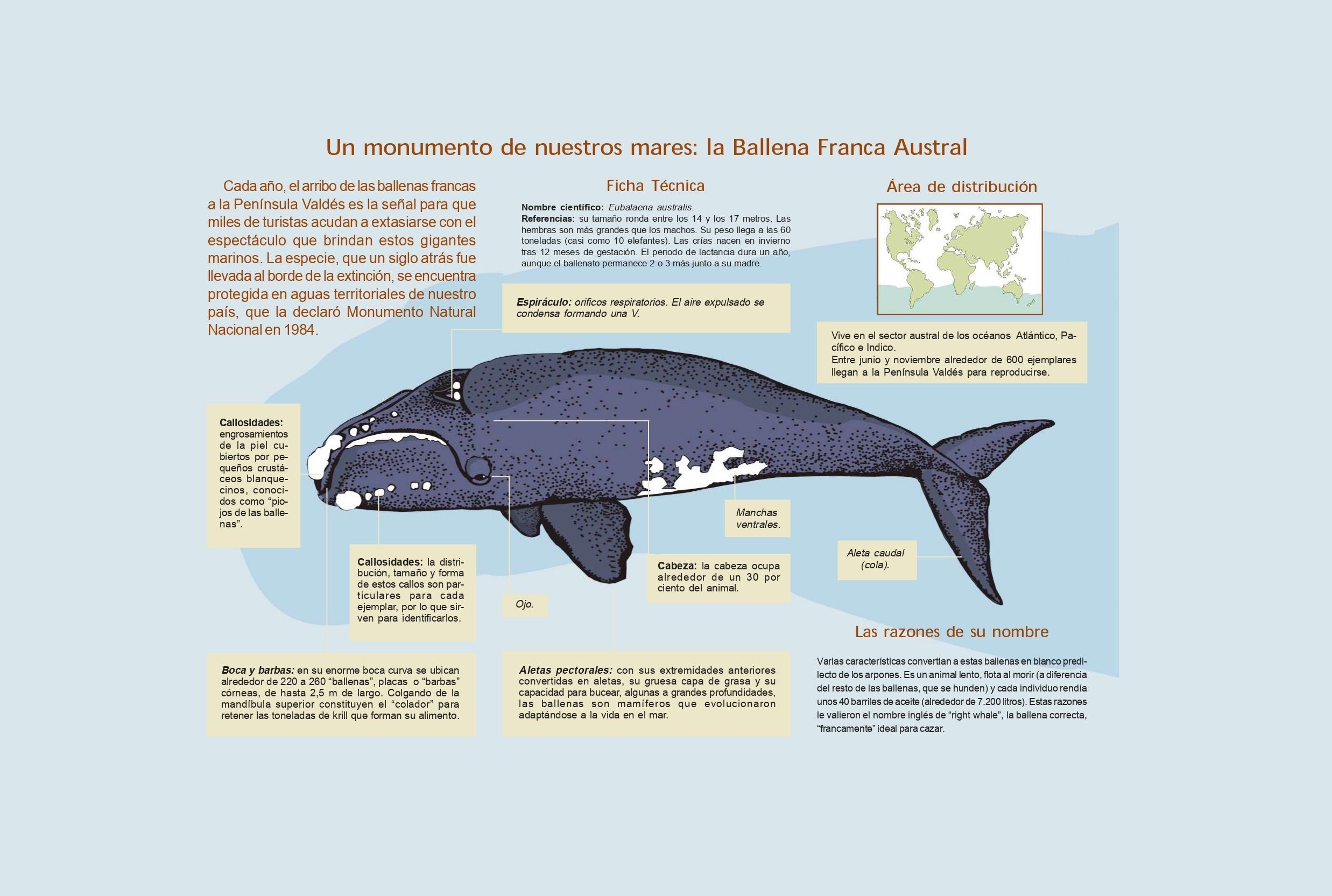 Visit Argentina - News - Southern right whale in Argentina: when and where  to see them in their natural habitat