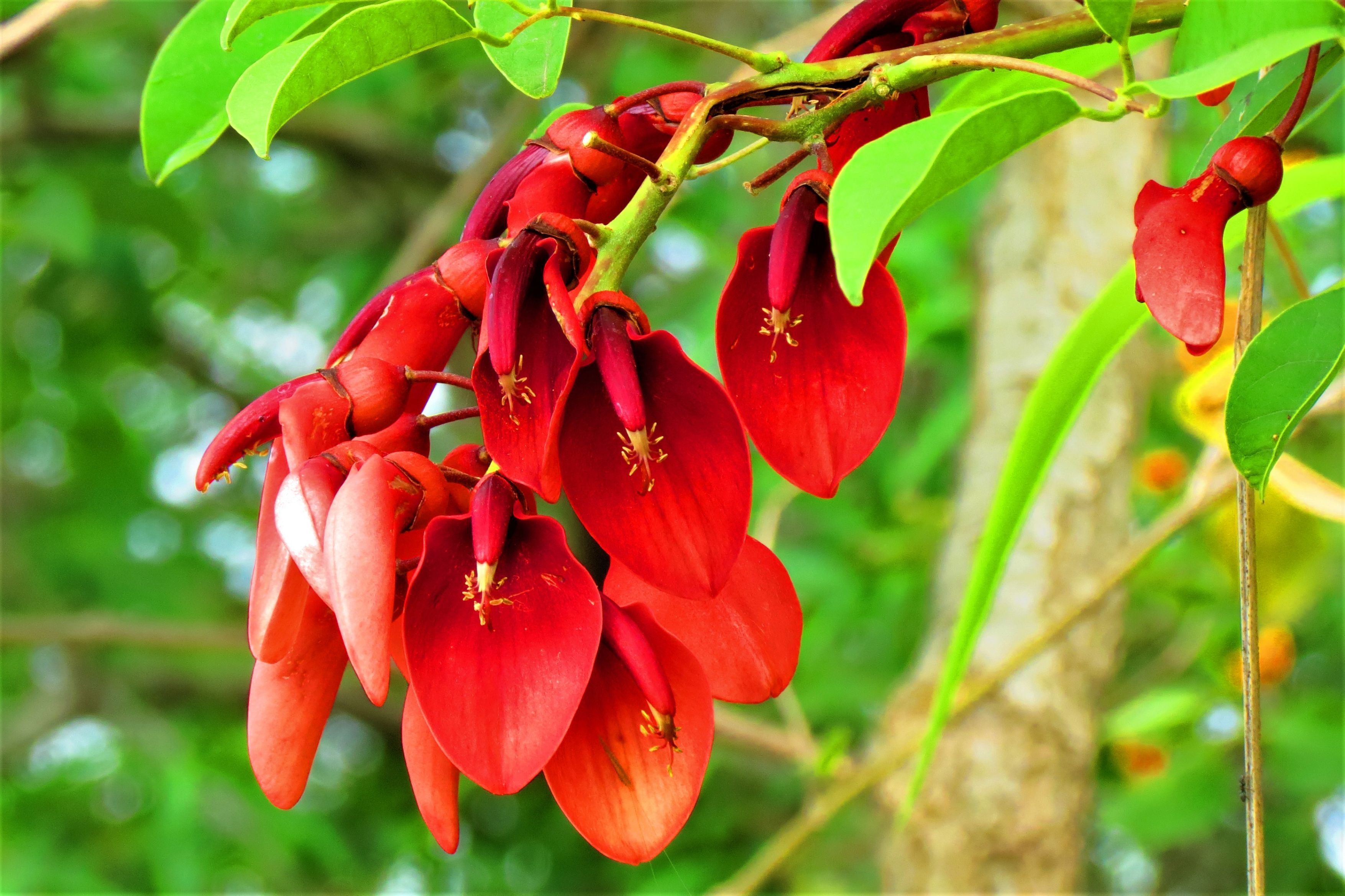 tropical rainforest plant Tropical Rainforest Tropical Flower Bouquet by ReVased main image 1
