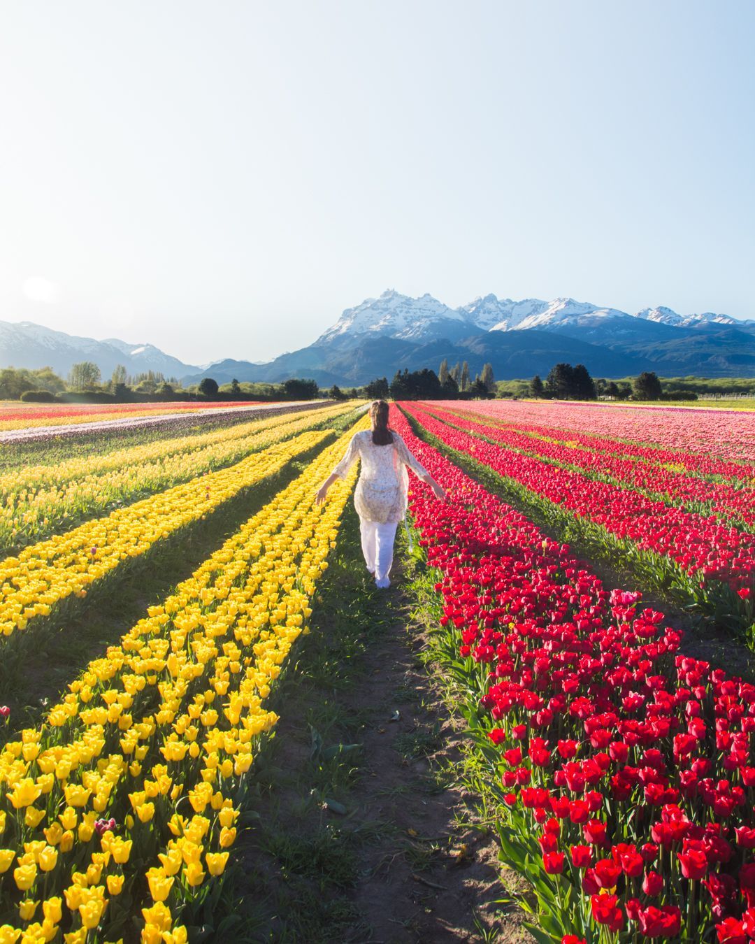 Visit Argentina - Sunflowers, Jacarandas, and Roses: a Guide to Argentina's  Eight Most Beautiful Flowers