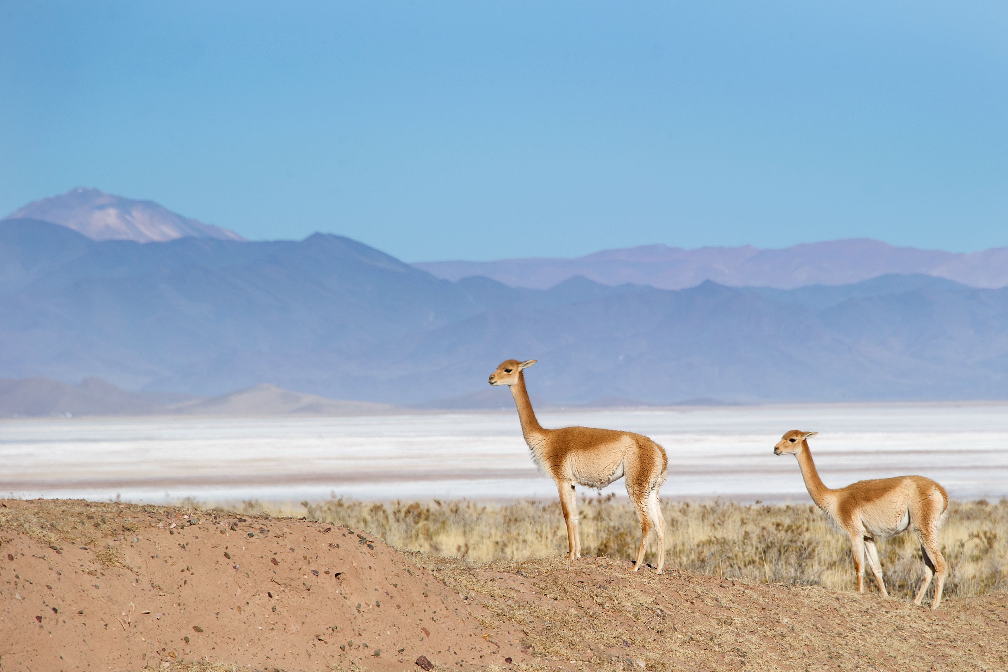 The Magic Of Uyuna: Salt Flats, Lagoons & Starry Nights - 981aa8w