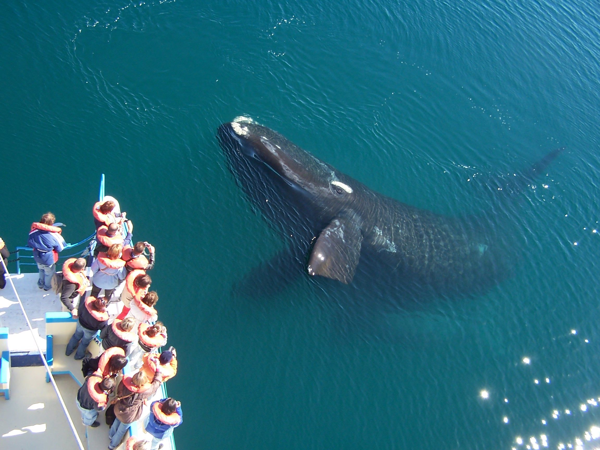 Visit Argentina - News - Biodiversity in Argentina: Ten Species to Discover